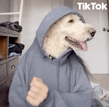 Perrito bailando con una capucha